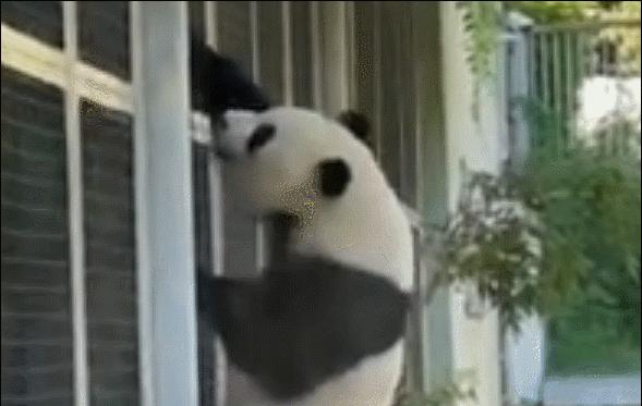 熊猫萌兰和花花在一个动物园吗,熊猫萌兰两岁就会偷奶爸的钥匙