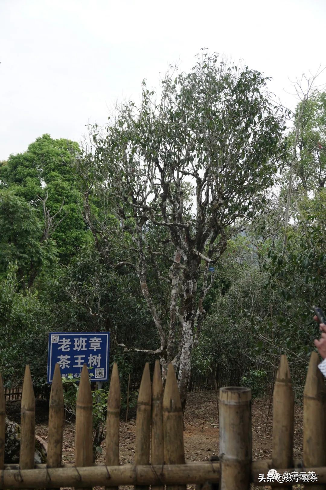 西双版纳普洱茶区,探秘普洱茶的天堂西双版纳