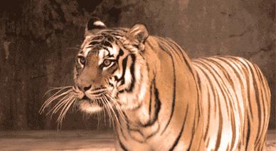 藏獒在猛犬界的地位,曾经火爆的藏獒