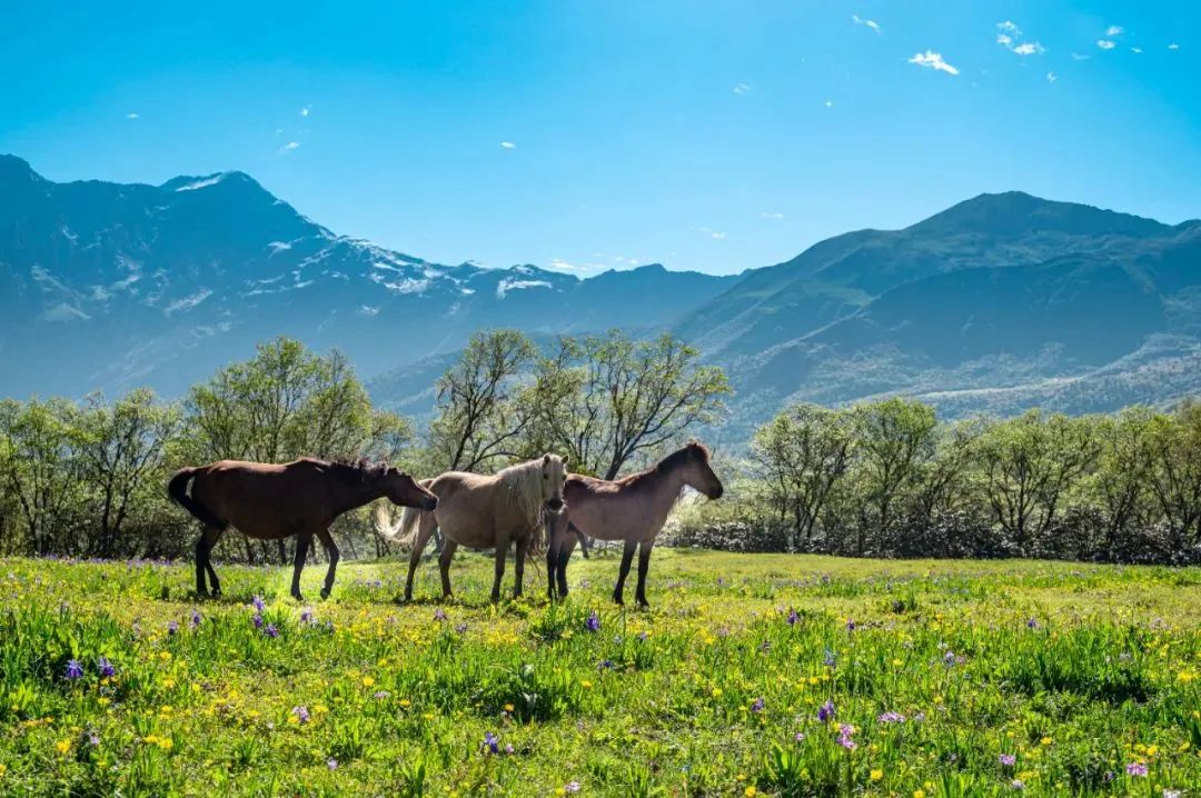 去阿坝州过完了春夏秋冬,阿坝州夏天去还是秋冬去