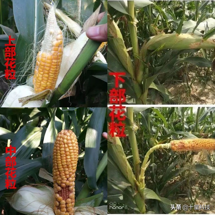 玉米混播高产吗,玉米混播有哪些品种