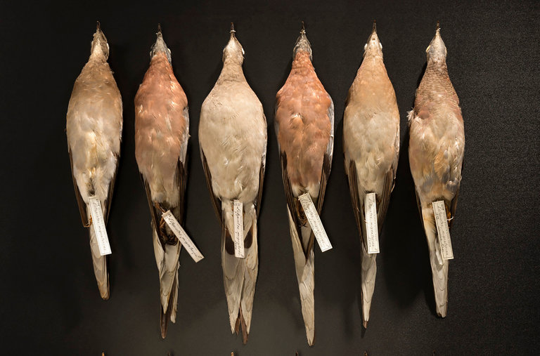 企鹅为什么生活在南极不在北极呢,第一只企鹅为什么不能生活在北极