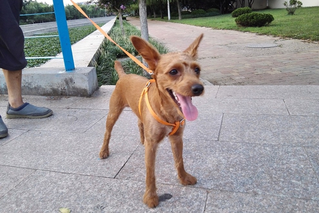 小鹿犬骨折期间怎么照顾？需要每天喝骨头汤吗？喝哪些汤？