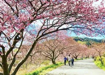 春天的脚步总是如约而至,春天的脚步岁月静好