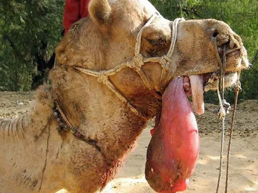 骆驼的身体部位结构,骆驼奇特的身体结构