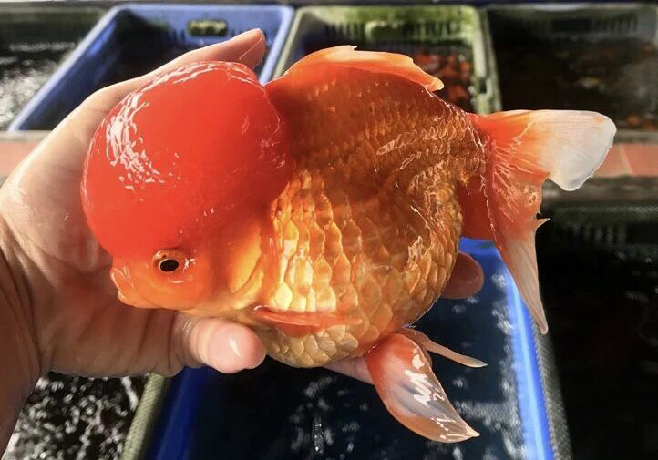 龙种金鱼vs文种金鱼,龙睛金鱼和文种金鱼区别