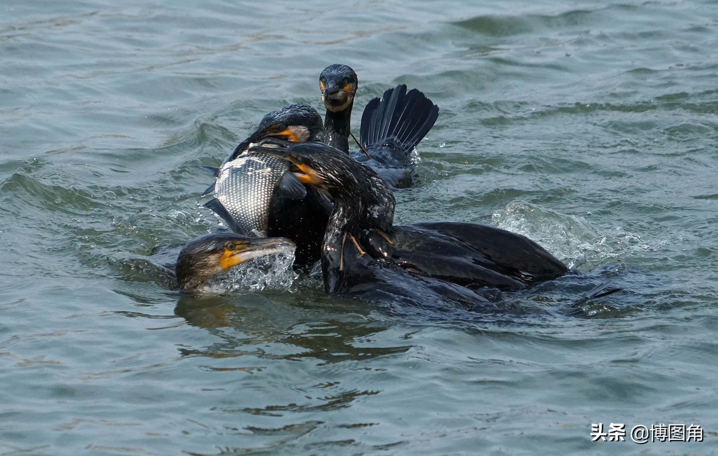 鸬鹚捕鱼渔民生活实拍精彩的瞬间,渔民与鸬鹚捕鱼图片