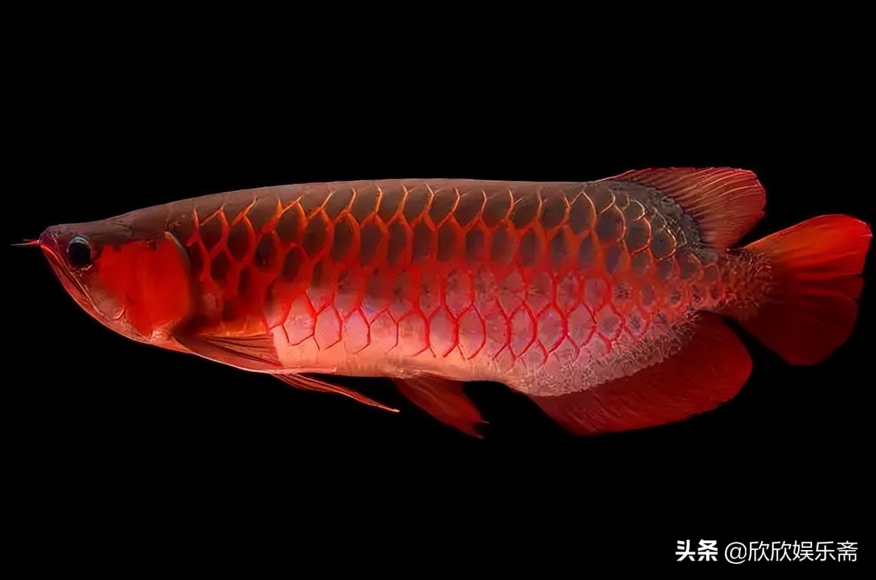 鱼缸硝化过滤细菌多久需要换,鱼缸加入硝化细菌要一直开过滤吗