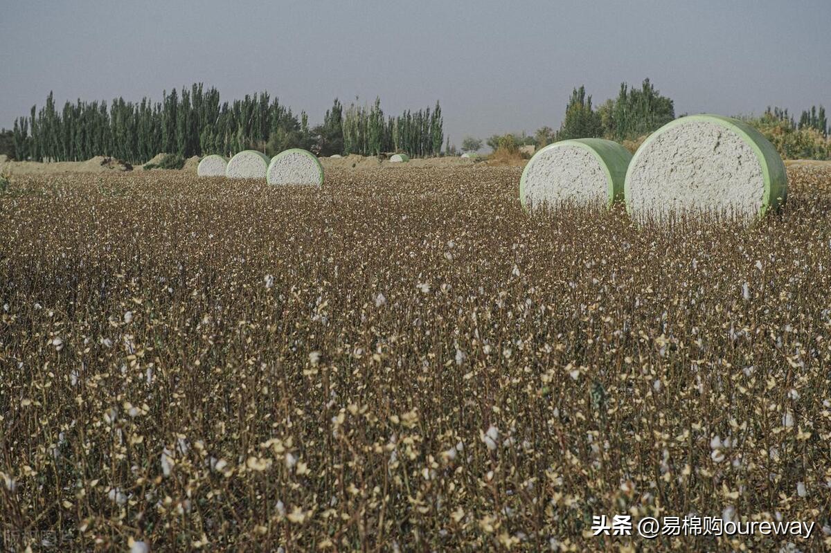 郑棉期货今日行情分析报告,郑棉减仓下跌短期延续调整态势