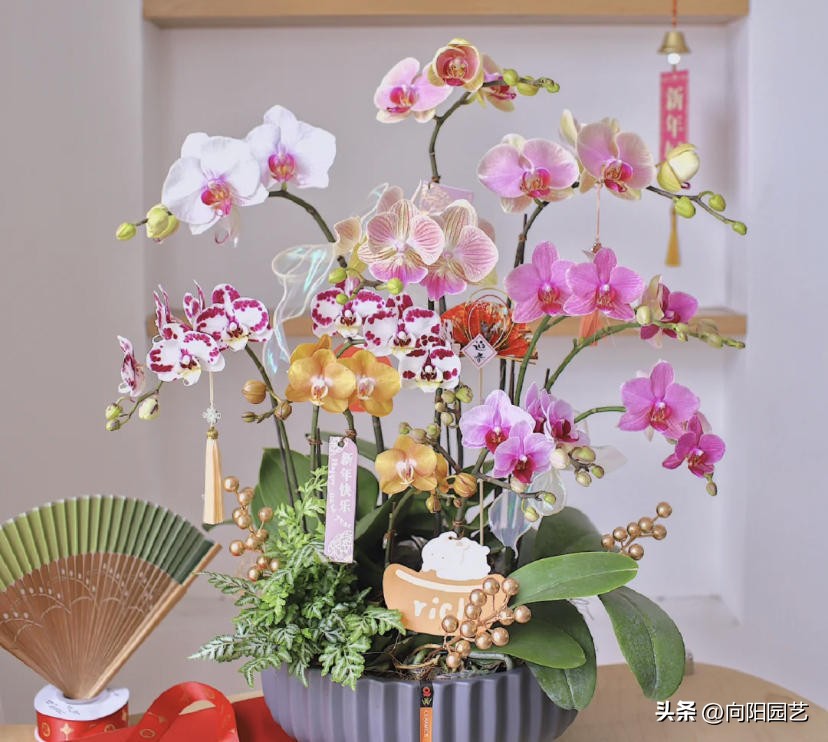 蝴蝶兰现在在市场上卖多少钱一盆,蝴蝶兰多少钱一盆哪里有卖