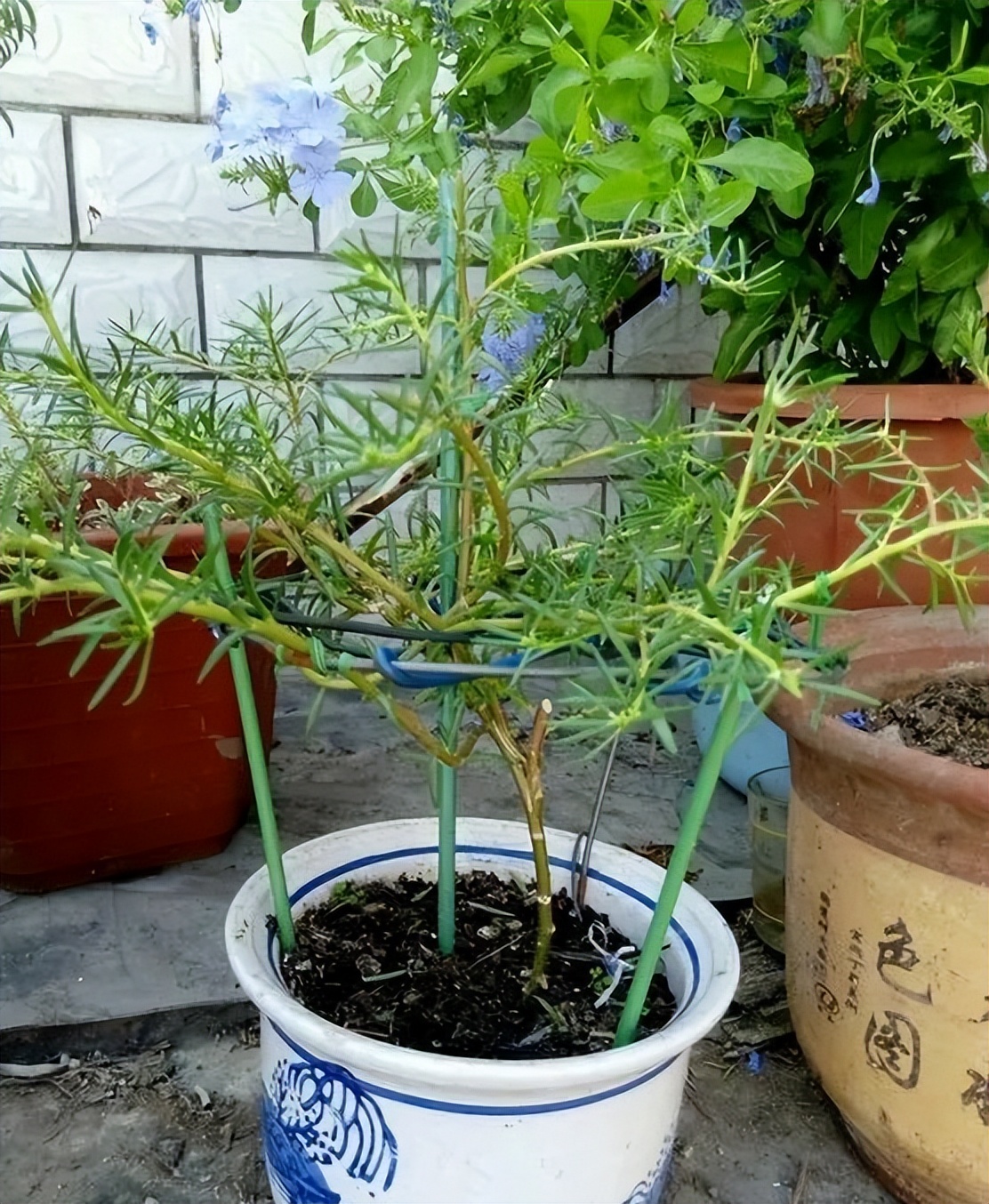 春天养什么花最漂亮也最好养,春天养什么花好看又实用