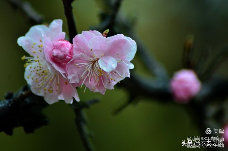 春风拂柳梅花开,桃李春风梅花开