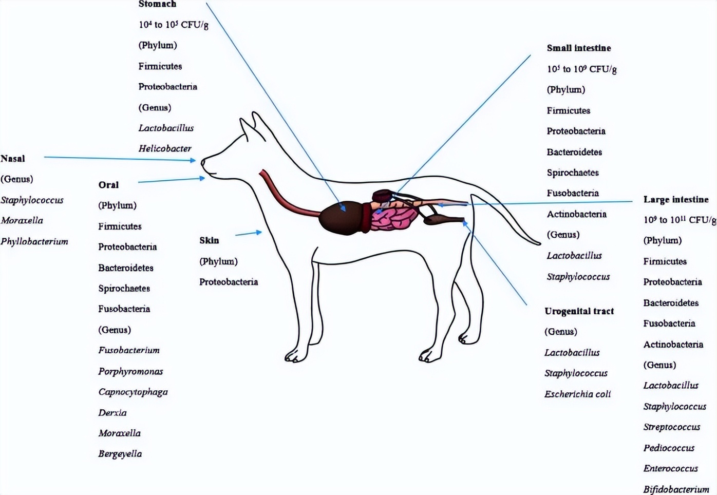 猫肠道菌群活性显微镜,猫肠道菌群类型图
