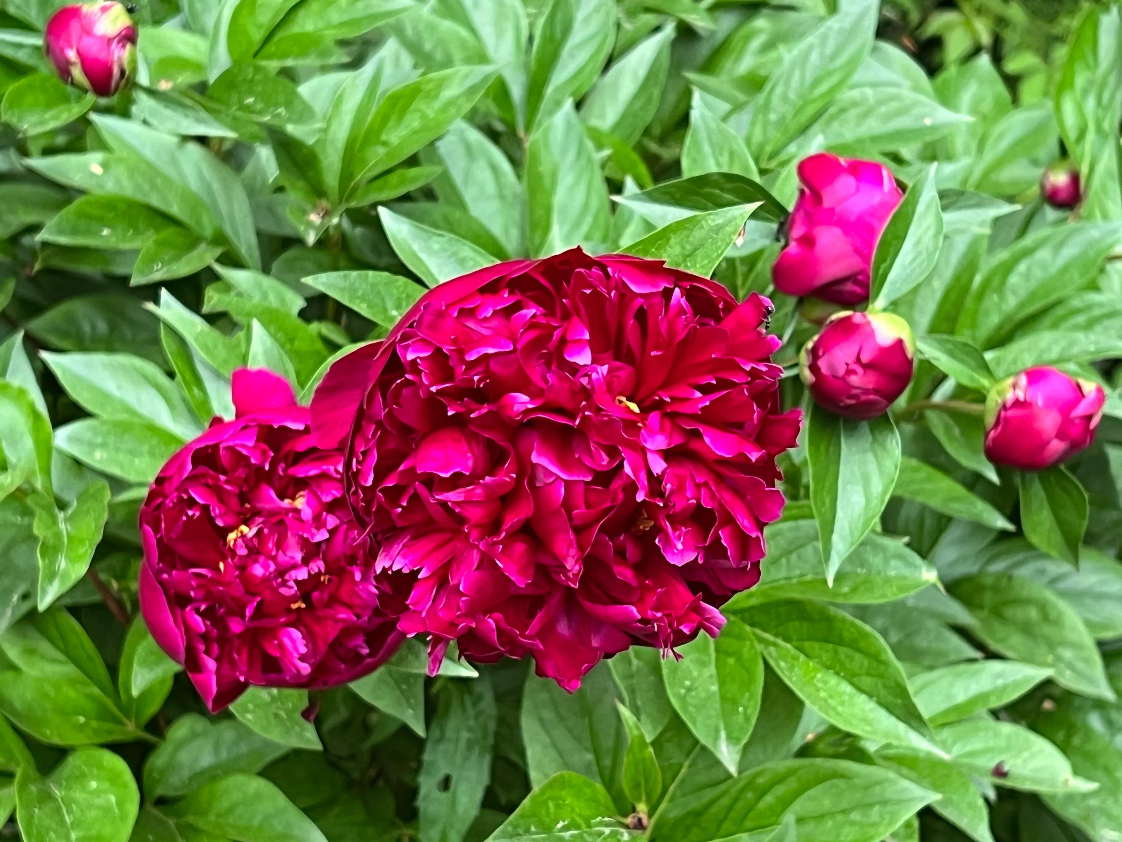 分享六月底七月初我家庭院里盛开的花们