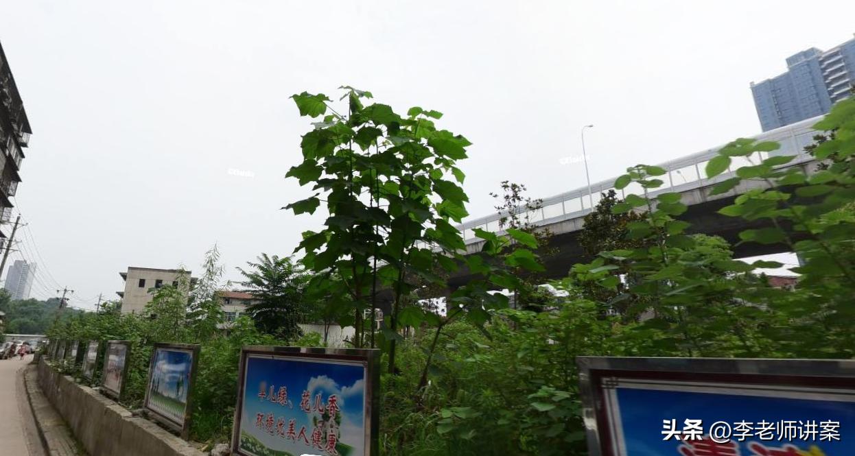 段国诚杀人案从作案到枪毙全过程