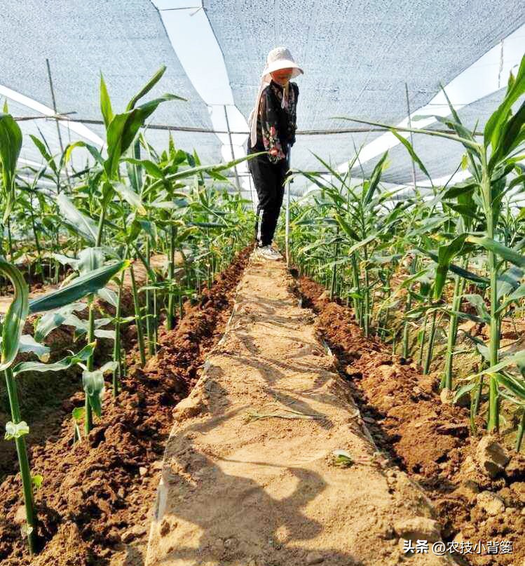 生姜高培土,生姜培土每次培多深