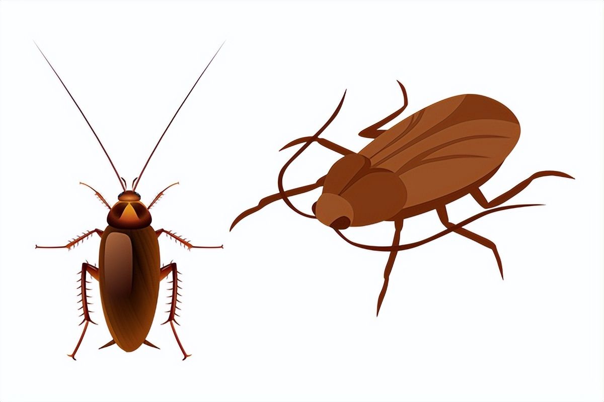 超市蟑螂灭治公司联系电话,超市点蚊蝇香能赶走蟑螂吗