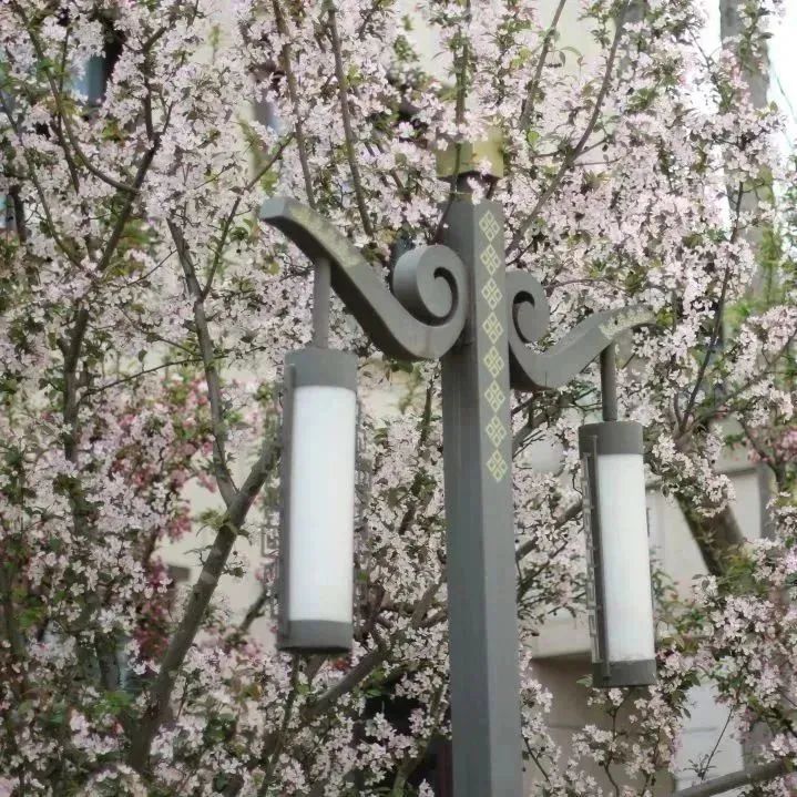 恋爱赏花没时间？四川这所高职专门放假7天过春天！谁羡慕我不说