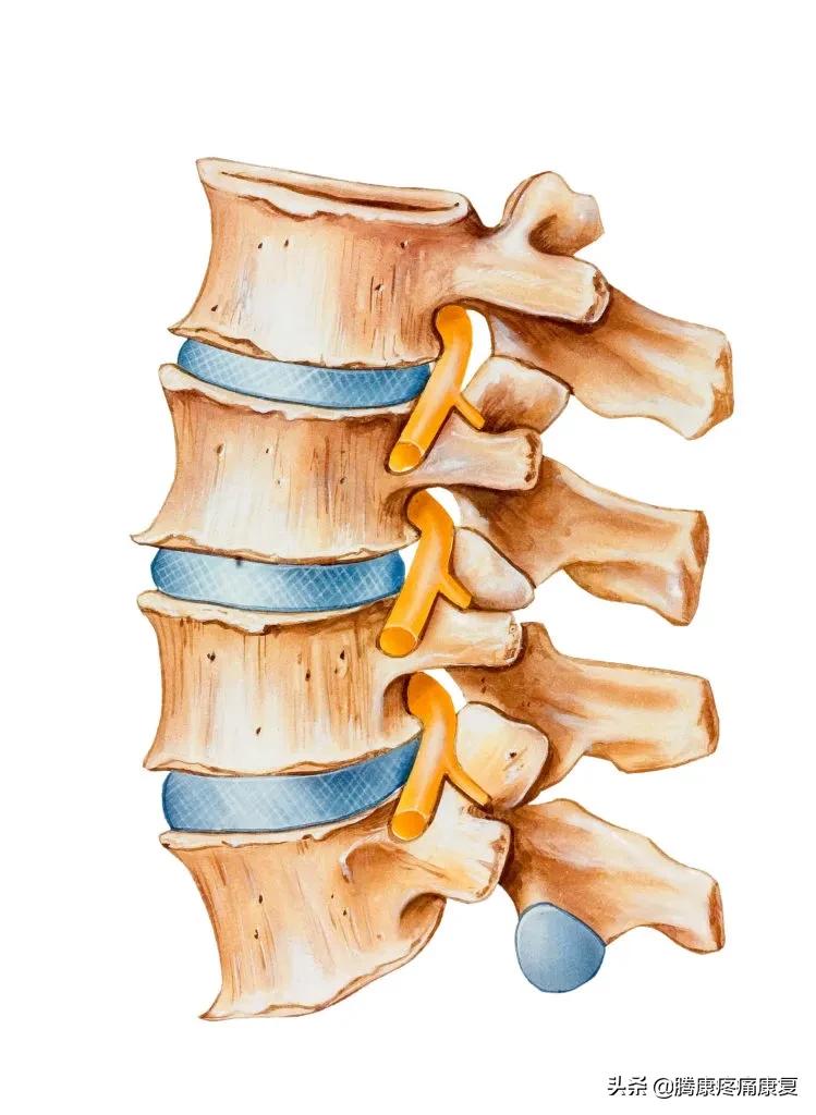 平背的成因,平背怎么造成的
