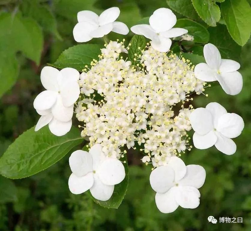 瘦西湖水云胜概,瘦西湖通俗易懂介绍
