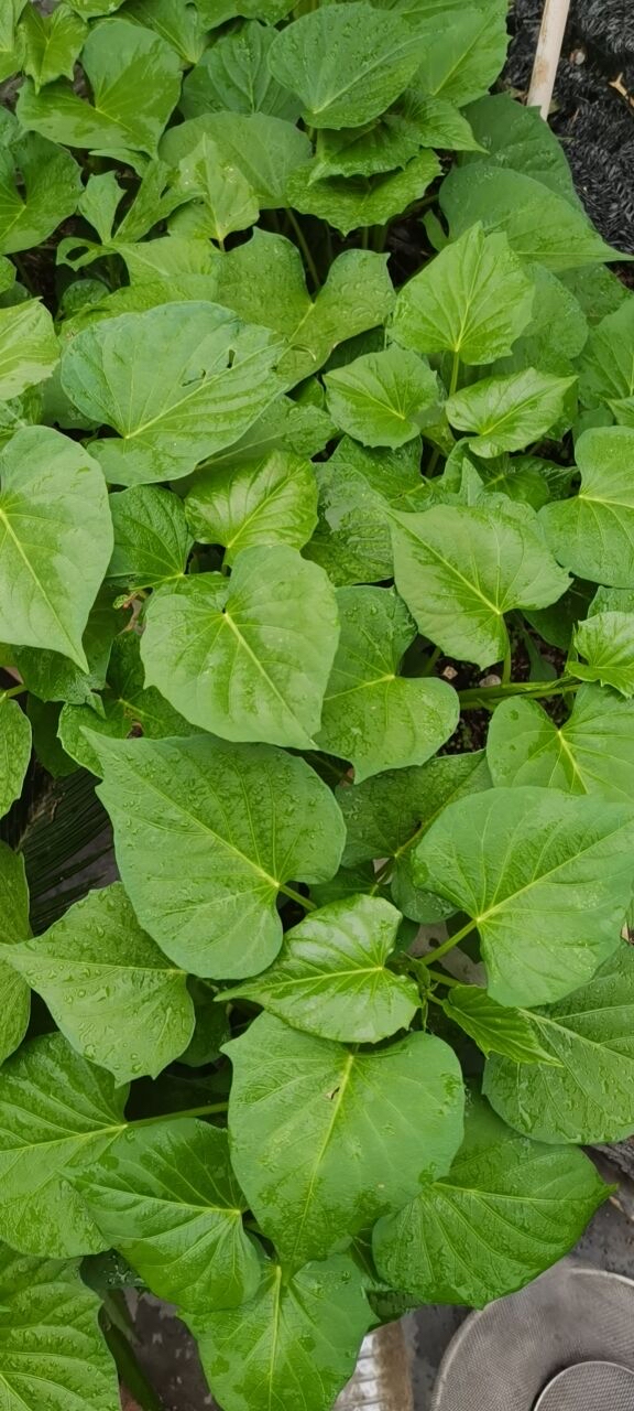 阳台种什么菜比较好,阳台适合种什么菜长得快