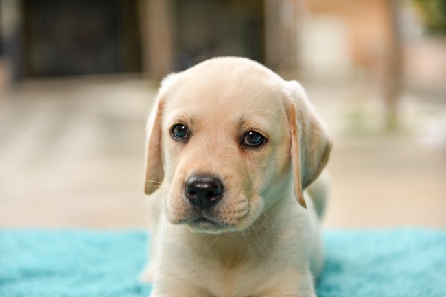 拉布拉多吃什么去泪痕,拉布拉多吃啥开胃