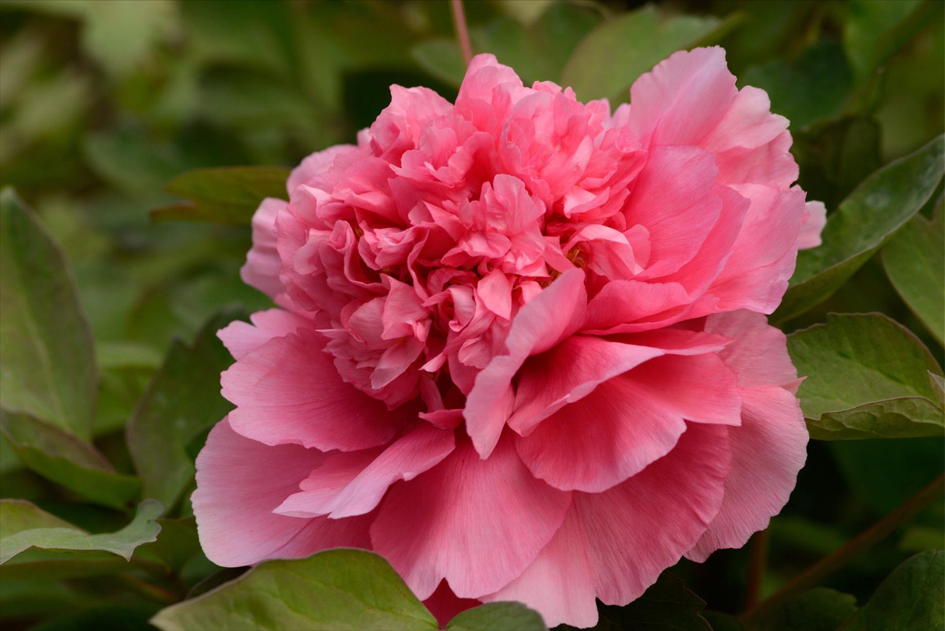 秀外慧中梅花秀,秀外慧中红秀