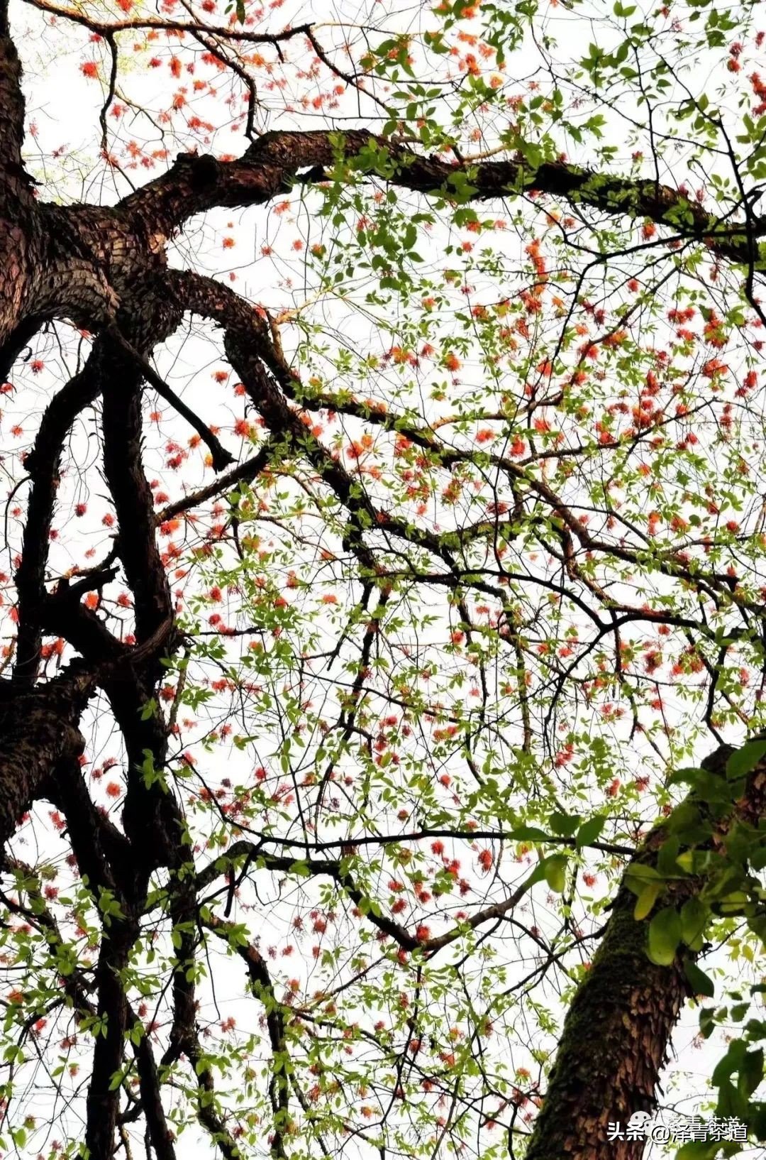 写春天的著名唐诗宋词加赏析,十首描写春天的宋词