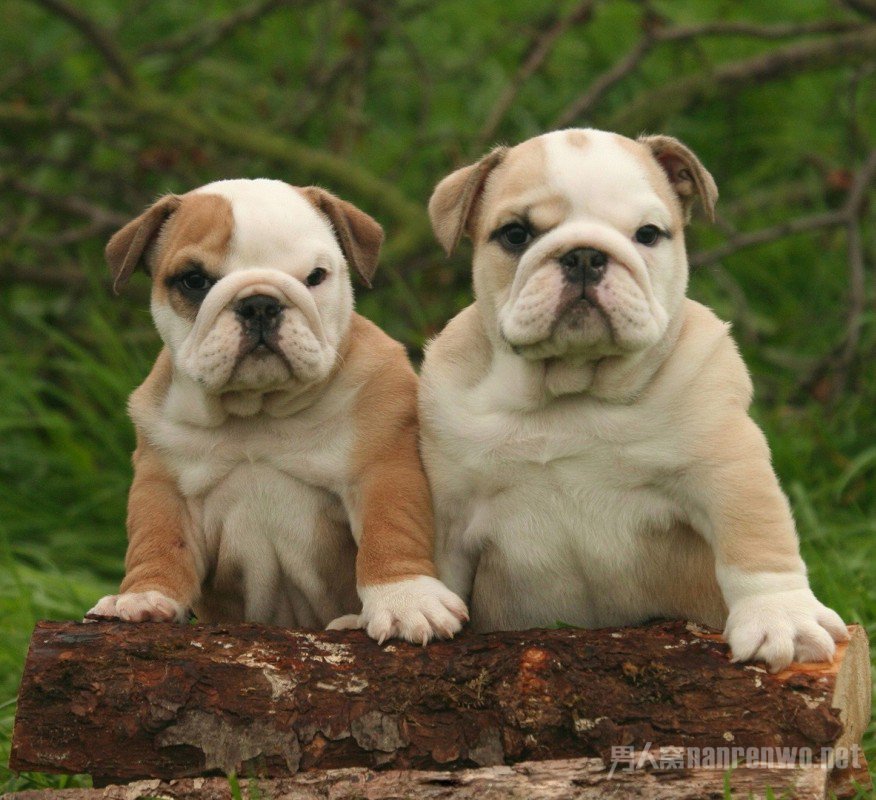 什么品种的狗狗适合有孩子家庭养,狗狗品种大全及图片拉布拉多