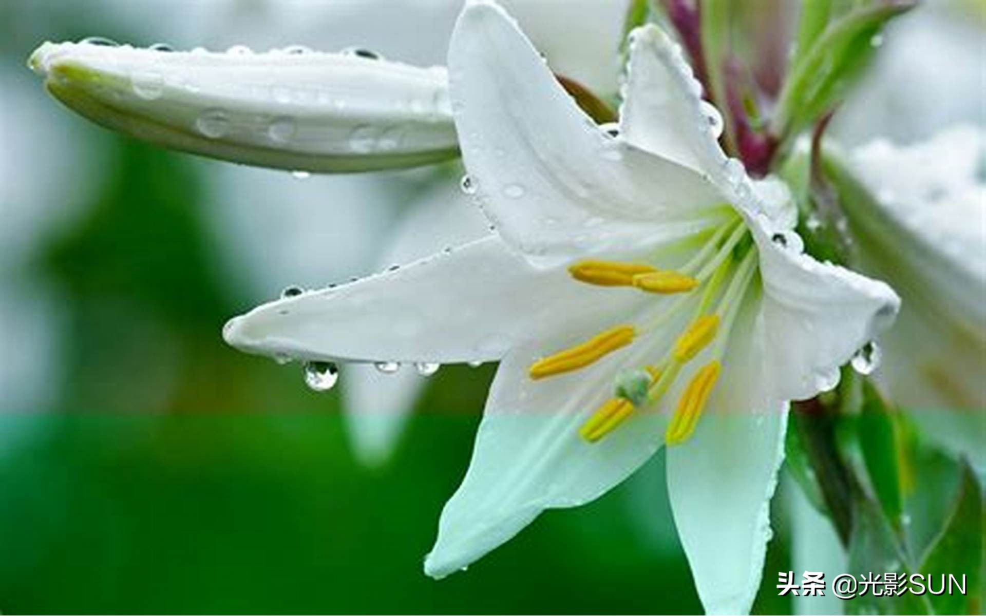 百合花的花语文案爆款,百合花的花语和传说