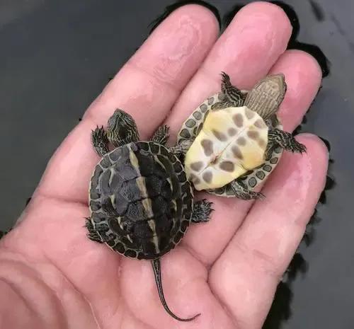 如何饲养花龟让其背甲好看有光泽,花龟正确饲养方法