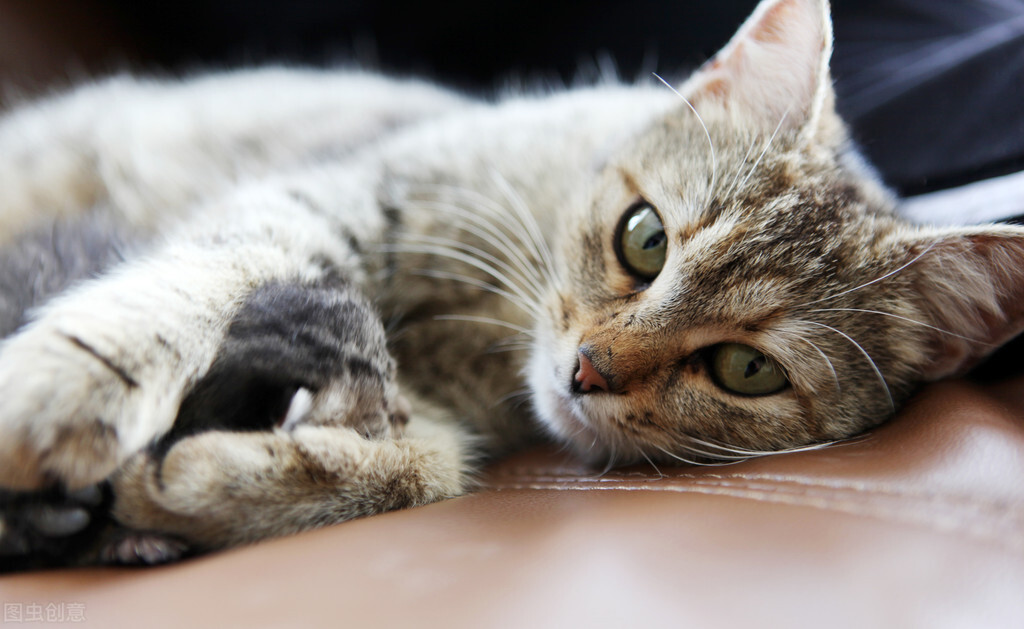 猫咪屁股上有绦虫卵怎样驱虫,猫咪绦虫节片排出后能活多久