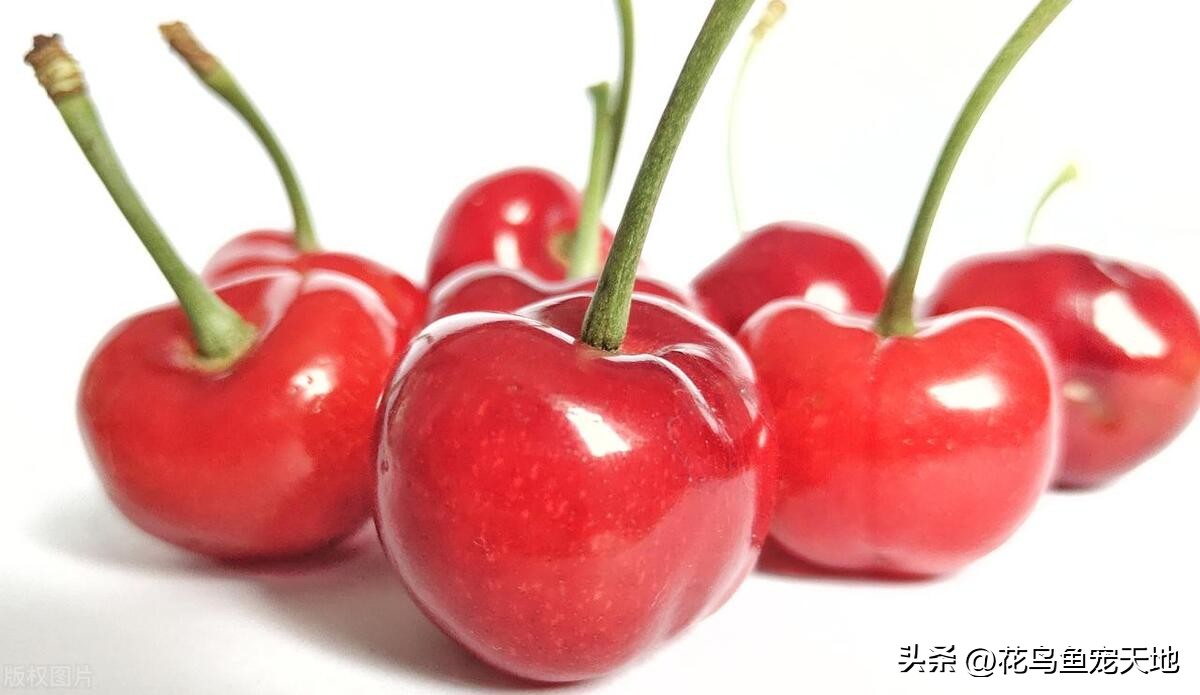 国内大樱桃和车厘子哪个好吃,车厘子和大樱桃哪个好吃些
