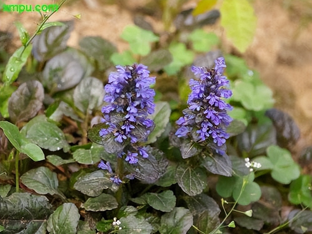 古代的金疮药到现在怎么没有了,古代金疮药失传了吗