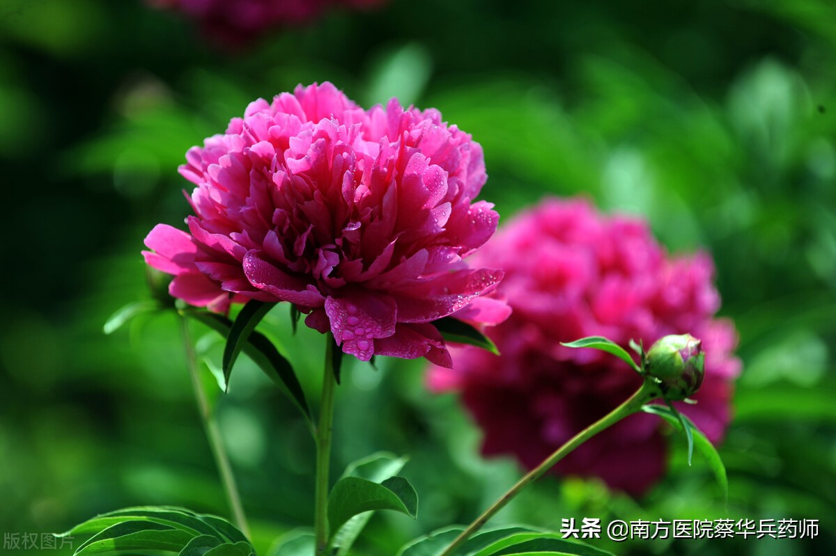 春日吃花,夏日吃瓜!有何道理?春天有哪些花可吃,各有什么作用