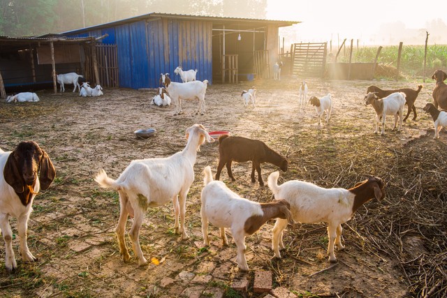 养羊在农村养多少只和打工差不多,6万元可以养羊吗