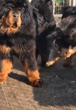 狗舍买到病狗不退,家里养的狗卖了有什么讲究