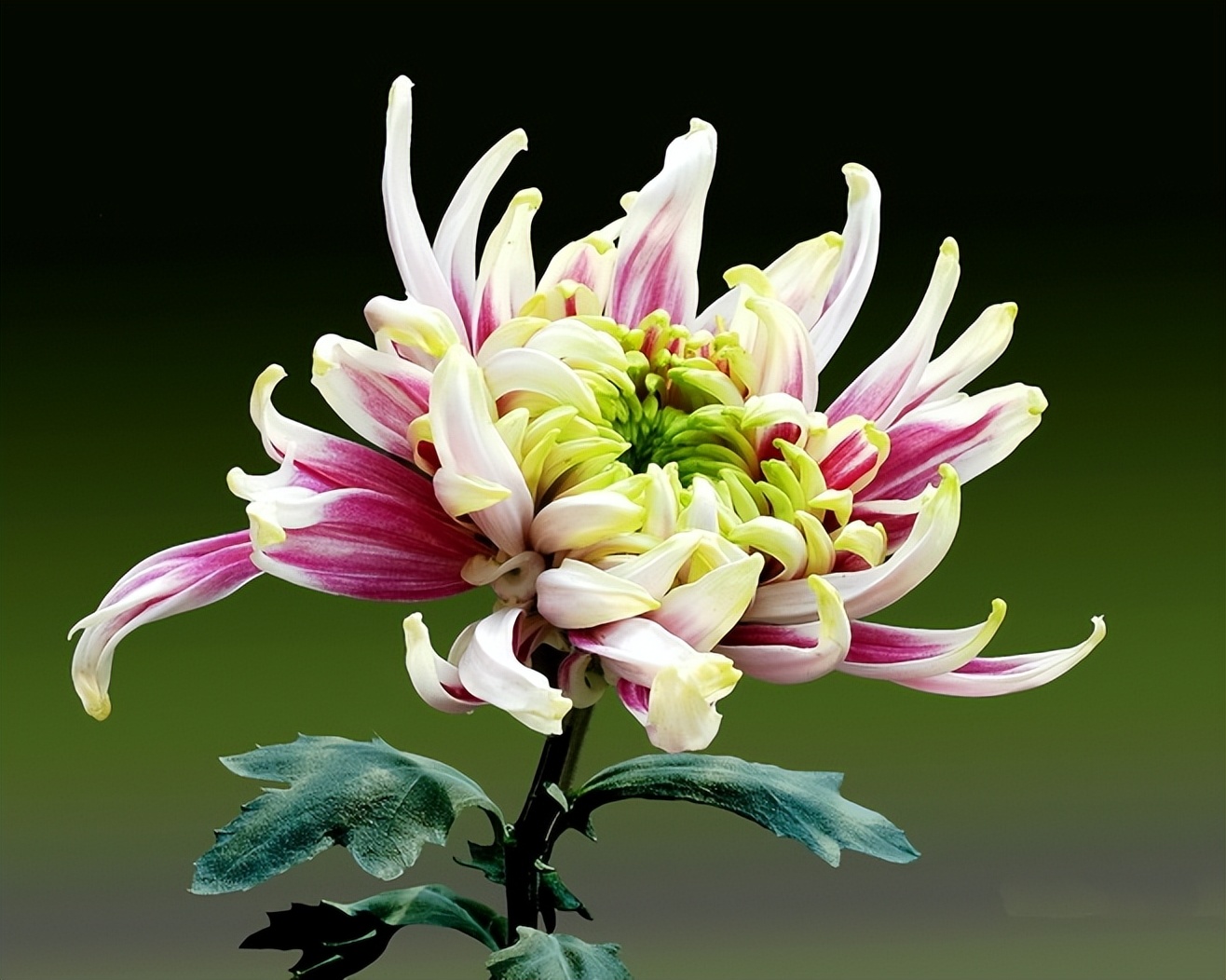 菊花丧葬,丧葬用的菊花是哪种