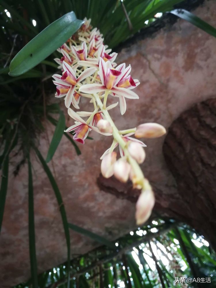 带你认识中华兰花纹瓣兰,顶级纹瓣兰图片