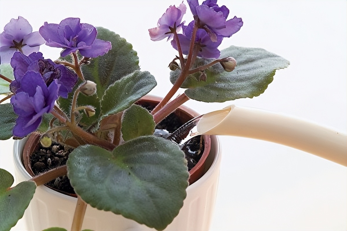 园艺达人教你在家种非洲蓳，全年花开不间断