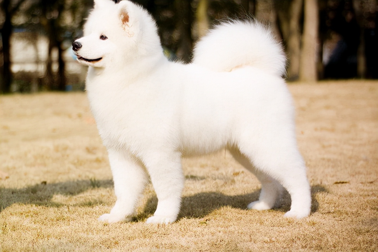 萨摩耶不爱吃东西还吐什么原因,萨摩耶不爱干净怎么办呢