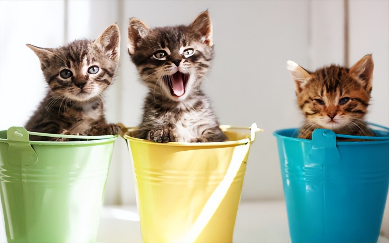 旺财家猫,猫咪旺财的10个特征