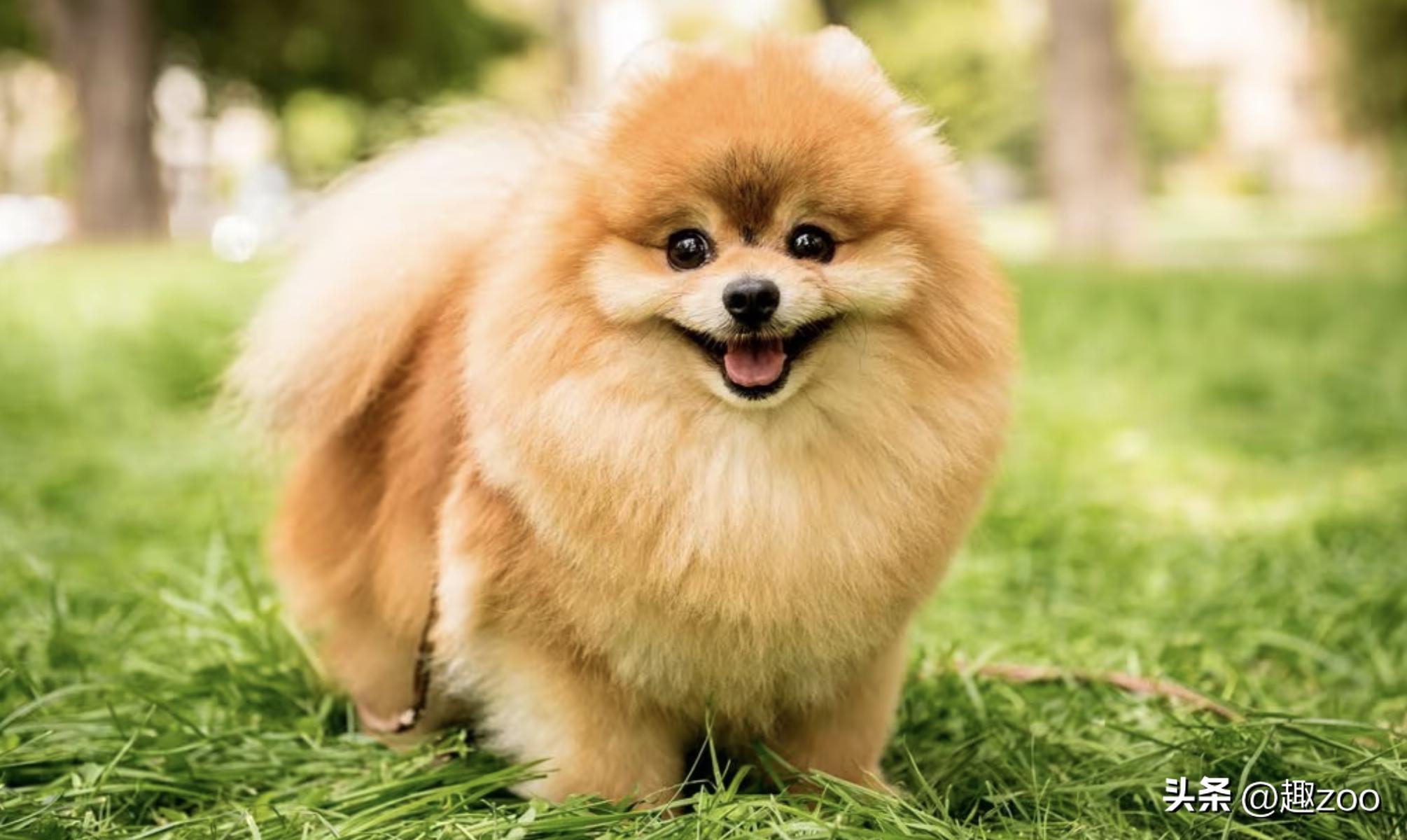 博美几个月耳朵爆毛,博美脖子爆毛后背没毛