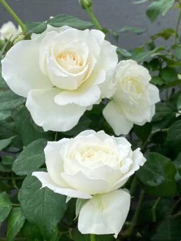 白花月季汇粹：白雪公主、藤冰山、婚礼之路、波莱罗、加百列