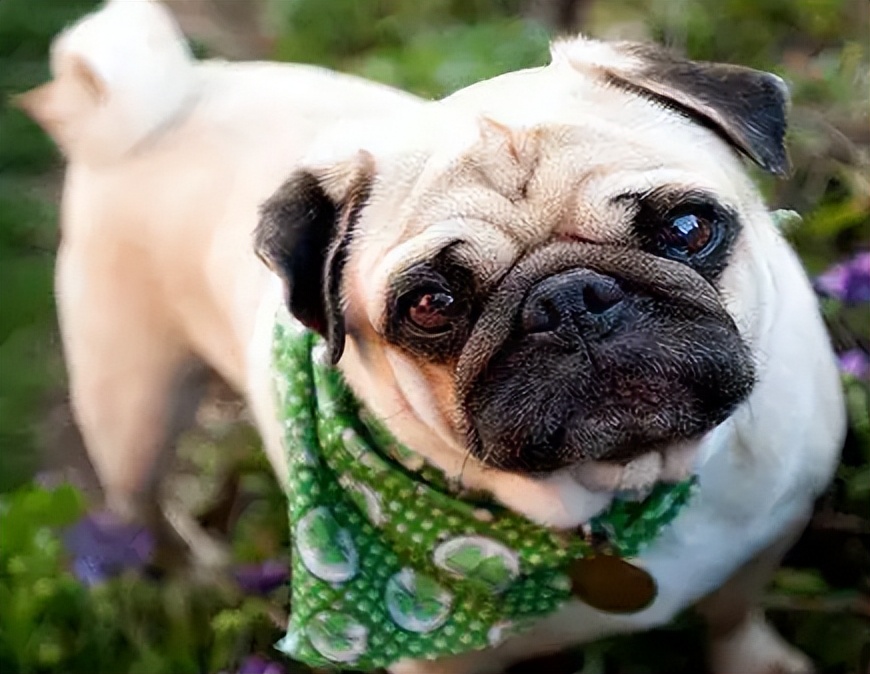 免费！成华区犬只狂犬病集中免疫来啦，快带上你的爱犬来“打针”|成华融媒