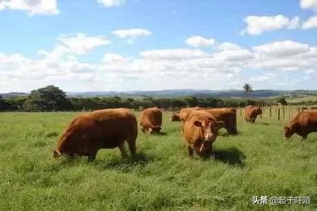 巴西的贫民窟到底有多残酷,巴西现在面临的环境问题