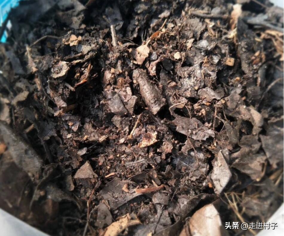 树林里的这些“宝贝”收集一些，营养土和有机肥料就靠它们了