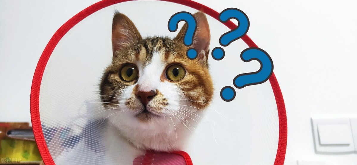 3.15国际消费者权益日有打折吗,3.15国际消费者权益日英文报道