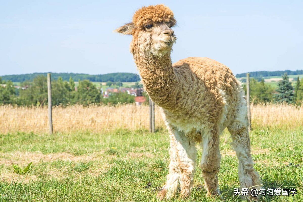 花田小镇哪个区,赣州花田小镇要门票吗