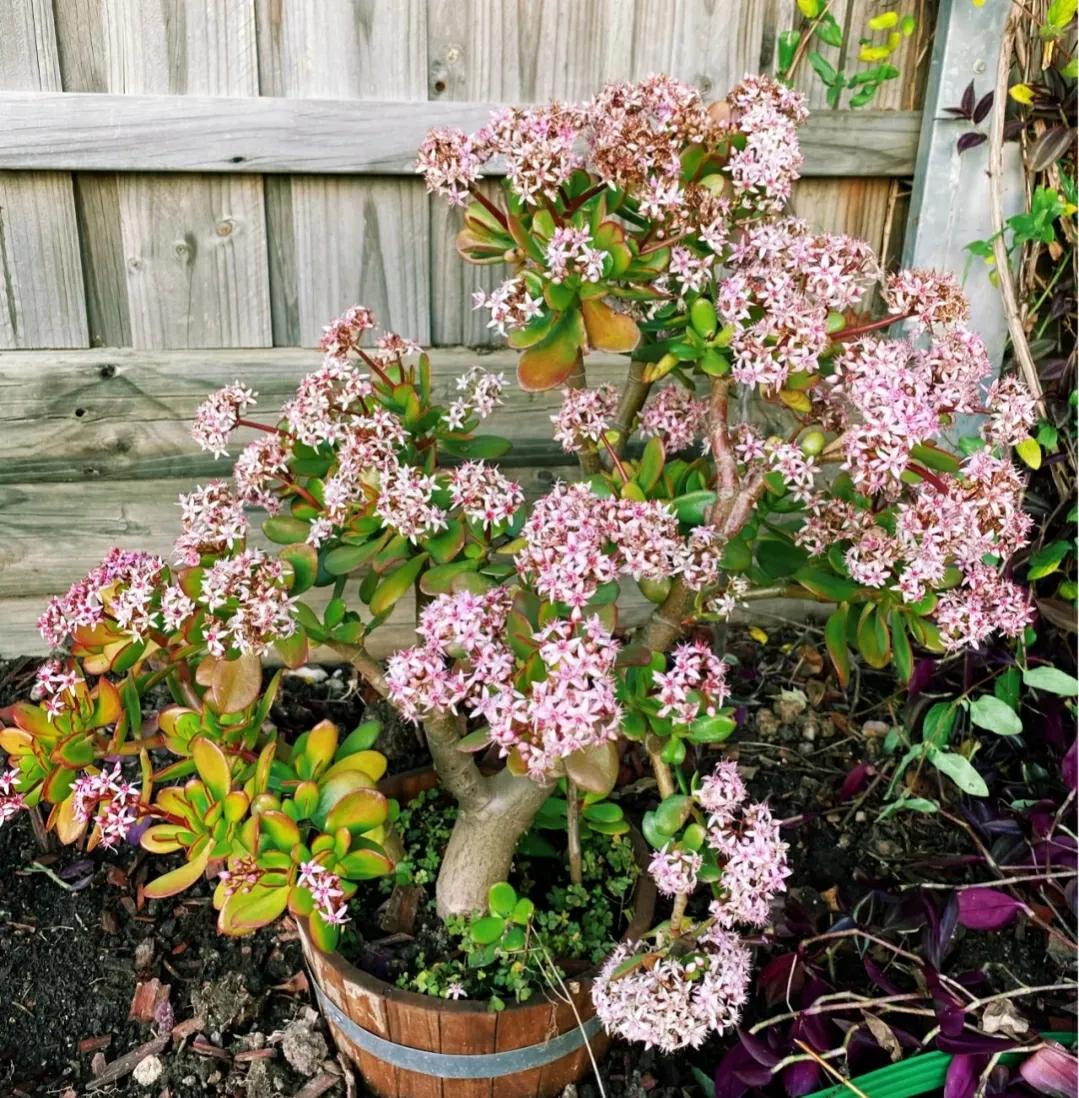 玉树开花儿了可以剪枝吗,玉树砍头老桩利于开花吗